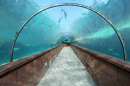Aquarium Tunnel