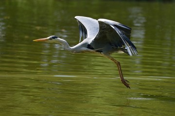 Airone in volo