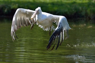 Pellicano riccio