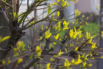 Sunny abstract green nature background, selective focus
