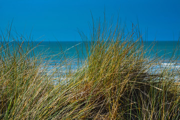Dünen an der Nordsee