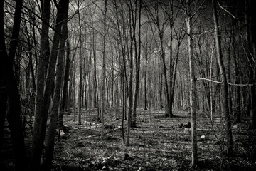 Creepy Dead Forest Black and White Nature Background