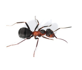 red ant isolated on white background (Formica rufa)