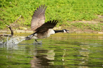 Canada Goose, Branta canadensis