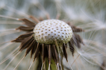 Central disk of dandelion with seeds