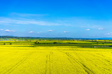 aerial view rural landscape with blooming rape at the north Gree