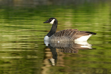 Canada Goose, Branta canadensis