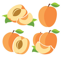 Vector apricots