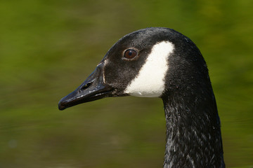 Canada Goose, Branta canadensis