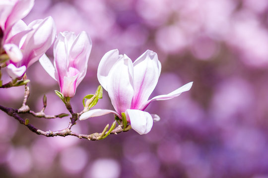 Magnolia Blossoms Background