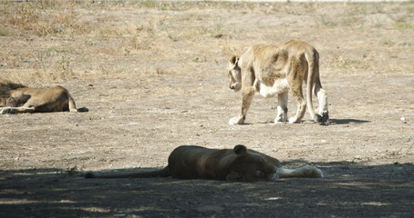 Fototapeta premium Leones descansando