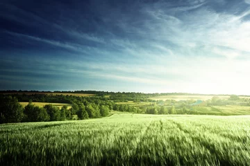 Foto op Canvas wheat field in sunset time © Iakov Kalinin