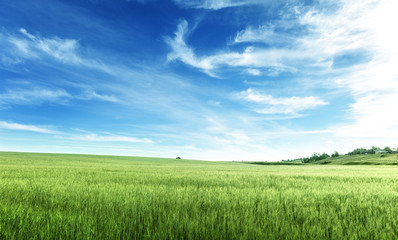 field of barley