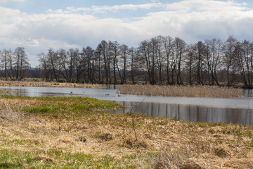 River Naab in Spring