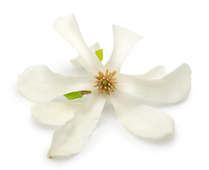 Fototapeta na wymiar magnolia flower isolated on a white background