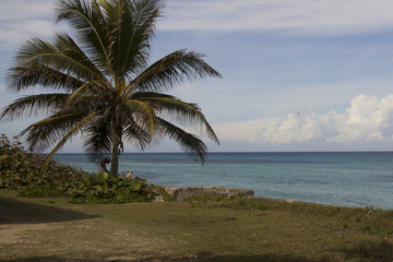Fototapeta premium seascape with palm tree and fishermen