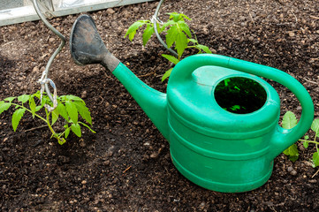 Tomaten gießen