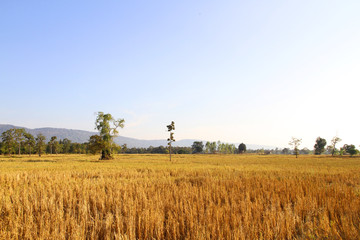 Harvested rice field