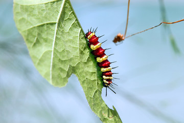 A caterpillar eating green leaf