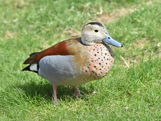 Ringed teal (Callonetta leucophrys)