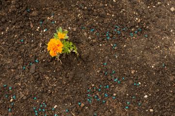 Tagetes und Schneckenkorn