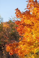 Autumn maple trees background