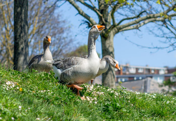 Obraz premium United Kingdom, Devon Goose in the Park, walking on the grass.