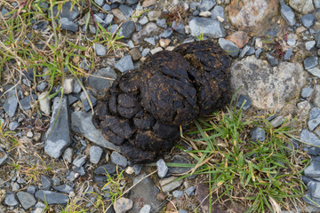 Fresh sheep droppings