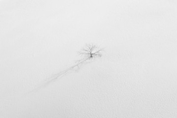 lone tree in a white snowy landscape