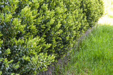 Buchsbaum Hecke