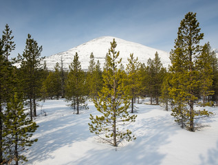 conifer trees  in snow with mountain behind