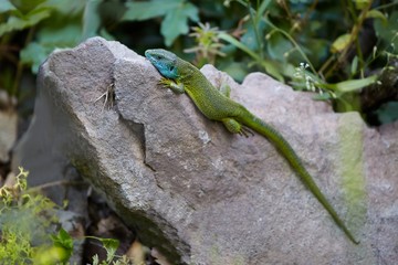 Naklejka na ściany i meble Green Lizard Resting