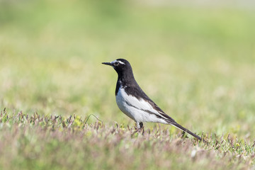 Fototapeta premium セキレイ