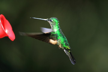 Tyrian Metaltail (Metallura tyrianthina) in Ecuador