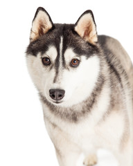 Closeup Of Beautiful Siberian Husky Dog