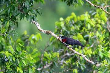Purple-throated Fruitcrow (Querula purpurata) in Ecuador