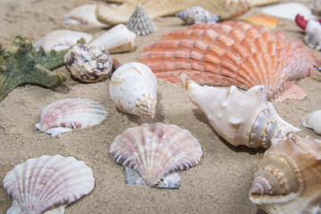 Lot of Sea shells and starfishes on sand as background