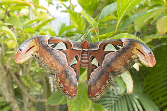 giant butterfly