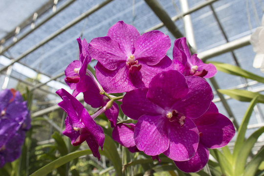 purple orchid