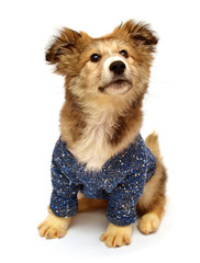 Young puppy dog wearing a fashionable sweater