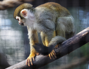 Fototapeta premium Squirrel monkey in zoo