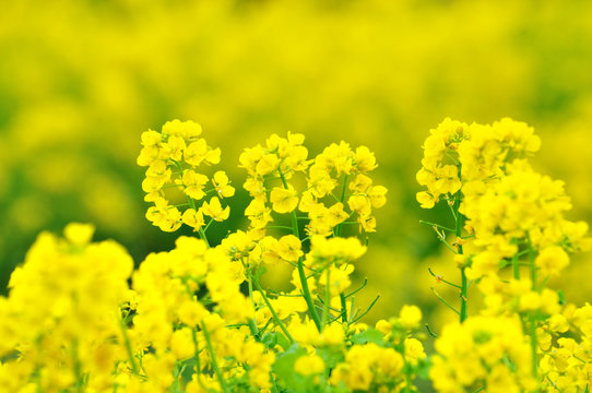 36 545 Best 菜の花 Images Stock Photos Vectors Adobe Stock