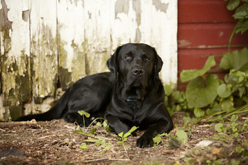 Black Labrador Retriever