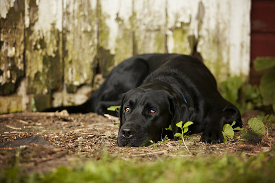 Black Labrador Retriever