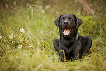 Black Labrador Retriever