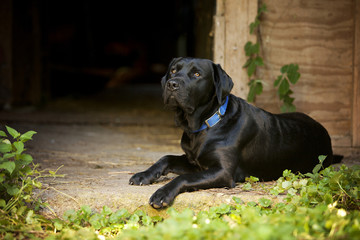 Black Labrador Retriever