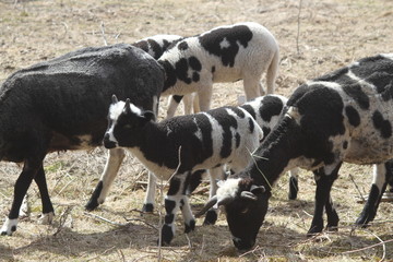 Jacob Sheep