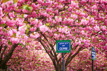 Parisian street sign and cherry blossom
