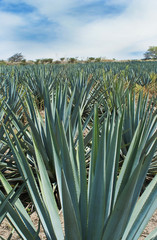 Fototapeta premium Tequila Landscape