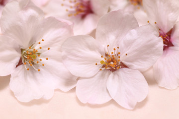 桜の花　クローズアップ